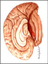 período menstrual intoxicação por Anamirta cocculus ou coca do levante, que contém picrotoxina Controle GABAérgico da