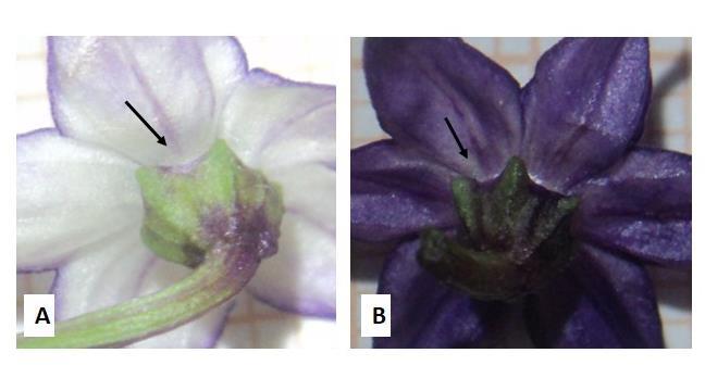 Figura Margem e pigmentação do cálice em parentais, F1, F e Retrocruzamentos de pimenteira ornamental (Capsicum annuum).