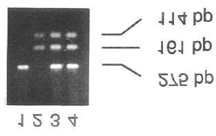 Seqüenciamento O seqüenciamento direto do DNA é considerado o padrão ouro para que se possa definir a seqüência de uma alteração de DNA.