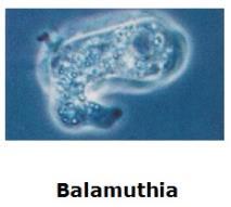 Ciclo de Vida das Amebas de Vida Livre Balamuthia spp Dois estágios: cisto e trofozoíto; Trofozoíto Pleomórfico retículo endoplasmático acentuado (lamelipódios); um núcleo; Contaminação através do