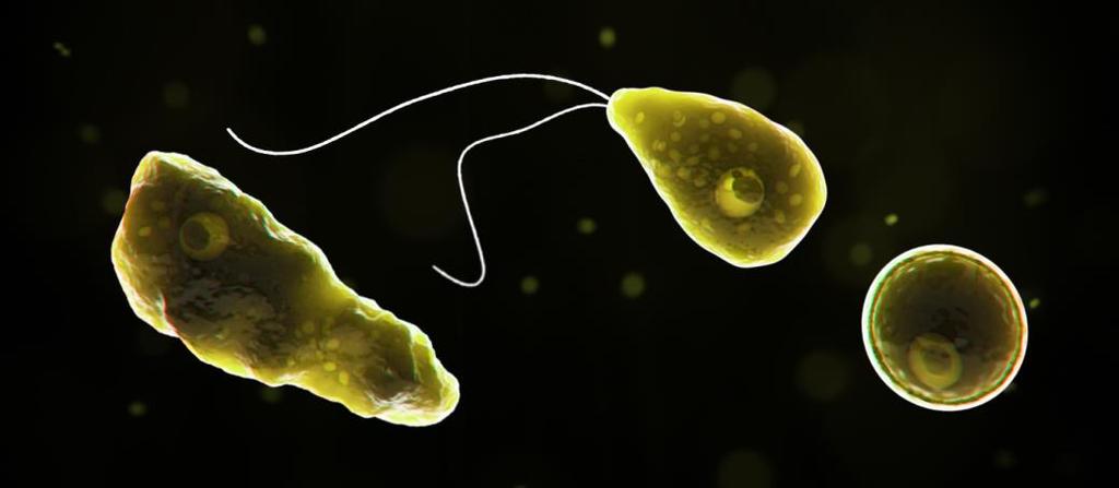 Agente etiológico Gênero Naegleria: É referida como a ameba comedora de cérebro. É um microrganismo unicelular e uninucleado.