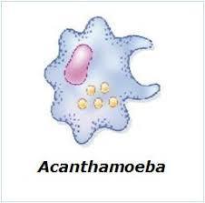 Ciclo de Vida das Amebas de Vida Livre Acanthamoeba spp Apresenta dois estágios: 1) um vegetativo, forma de trofozoíto 2) dormente, forma de cisto Trofozoíto A