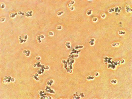 3 Quantification of the standard scfv Bicinchoninic acid (BCA) Protein Assay kit from Pierce was used to quantify total protein concentration (scfv) of a pure protein sample to be used as standard