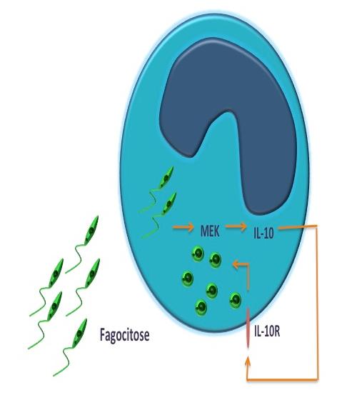 de IL-10, por uma via dependente de ERK, e esta IL-10 atua de maneira endócrina ou parácrina favorecendo a replicação do parasita nos macrófagos, por um mecanismo independente de inibição da síntese