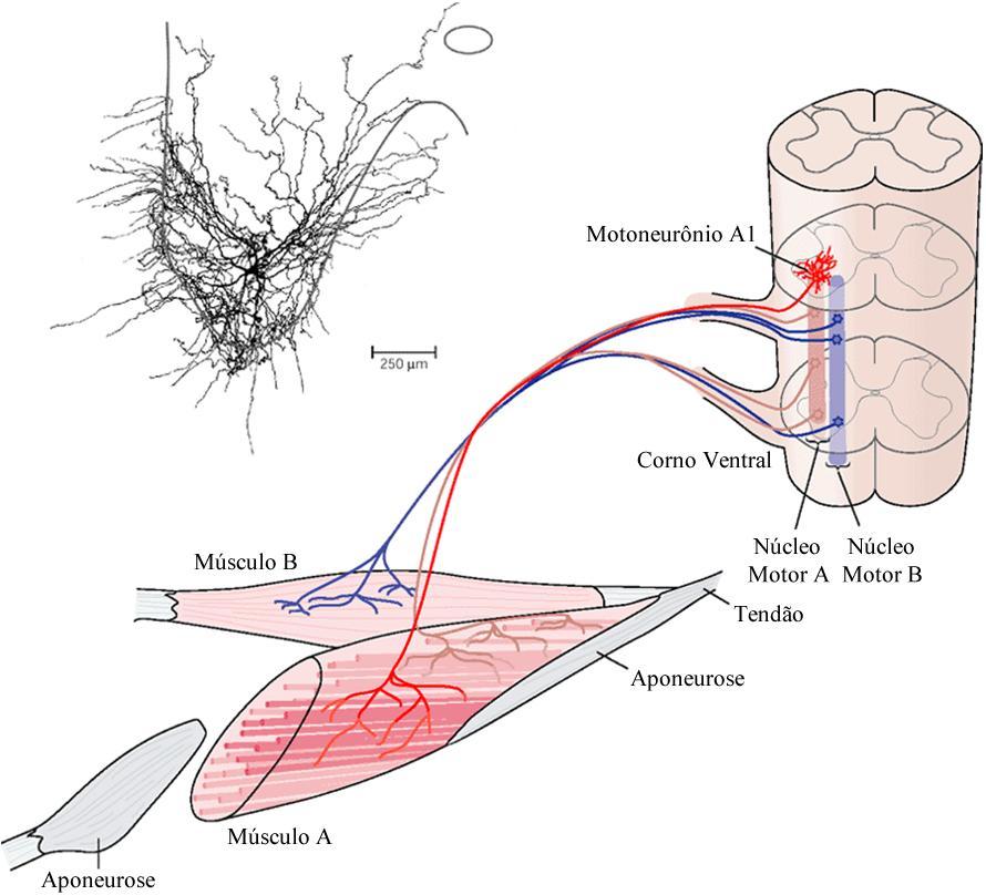 Capítulo 1: Introdução geral FDI (Figura 1-1b) contém cerca de 180 MNs. A relação entre a quantidade de fibras musculares e a quantidade de MNs em um músculo é chamada de número de inervação.
