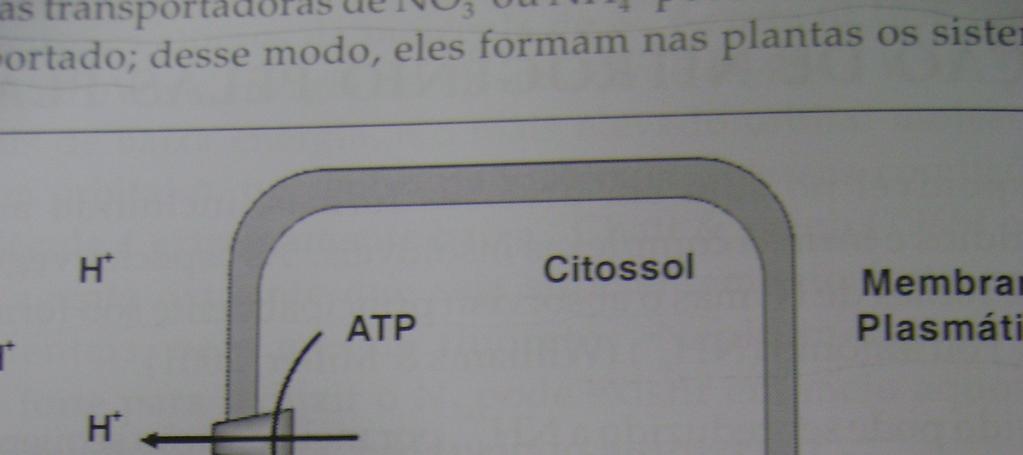 Absorção