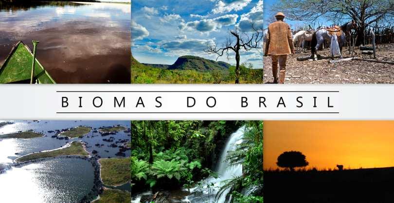 Os biomas florestados do Brasil Os biomas brasileiros que apresentam grandes áreas com predominância de algum tipo de floresta são: a Floresta Amazônica, a Mata dos Cocais, a