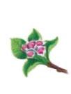 Macieira Ponta Verde Escarchamento Botão Rosa Floração dos gomos Queda das Pétalas Vingamento Crescimento dos frutos