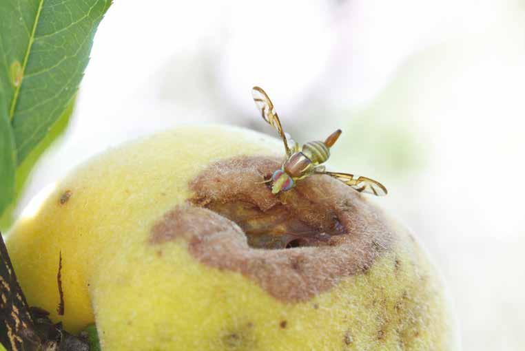 Frutas Como se comporta Praga mais importante da fruticultura brasileira, a mosca-das-frutas sul-americana Anastrepha fraterculus é responsável por aumento de custos, perdas severas de produtividade