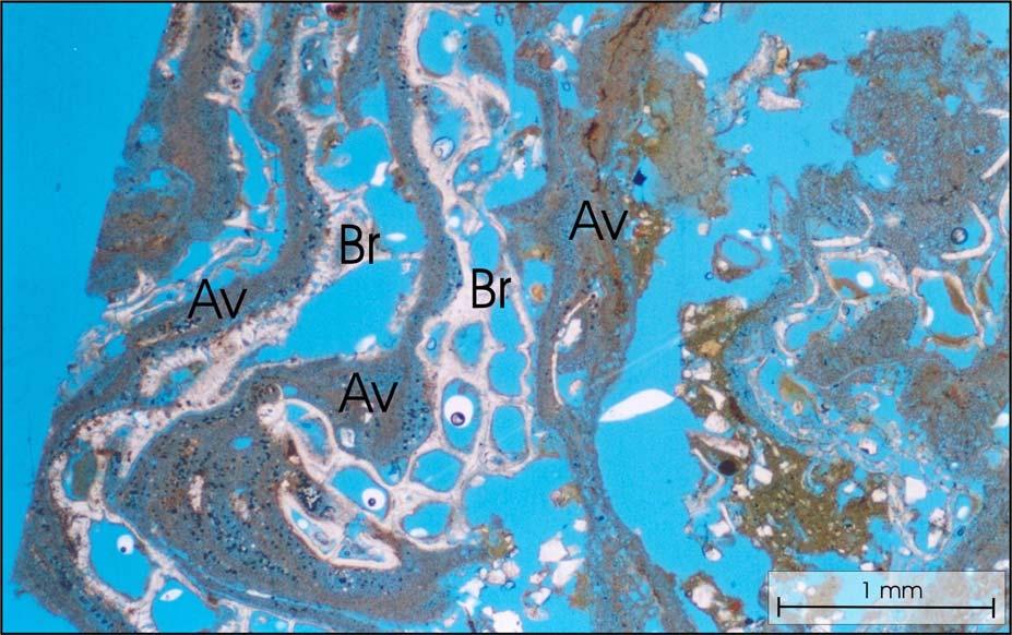 75 Figura 29. Lamina delgada de rodolito mostrando sucessivas laminações de algas vermelhas (Av) e briozoários (Br).