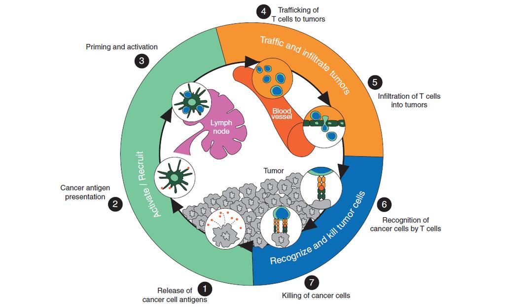 18 Figura 2 ciclo imune do câncer Fonte: KIM; CHEN, 2016. O ciclo se inicia com a liberação de antígenos provenientes do tumor (etapa 1), que são capturados e processados pelas APCs (KIM; CHEN, 2016).
