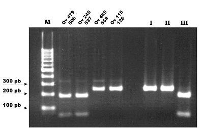 72 A B Figura 2 PCR RFLP do locus SAG2, em gel de agarose a 2%, para genotipagem e isolados de Toxoplasma gondii de ovinos naturalmente infectados.