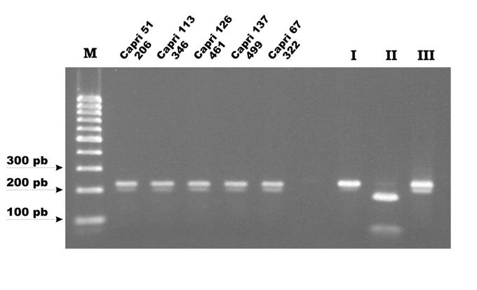 87 A B Figura 3 PCR RFLP do locus SAG2, em gel de agarose a 2%, para genotipagem e isolados de T gondii de caprinos naturalmente infectados.