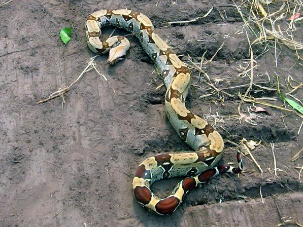 Tropidophiidae Esta família está representada no Brasil por uma espécie (Tropidophis pauscisquamis), que habita algumas florestas na Mata Atlântica da Bahia ao Paraná.