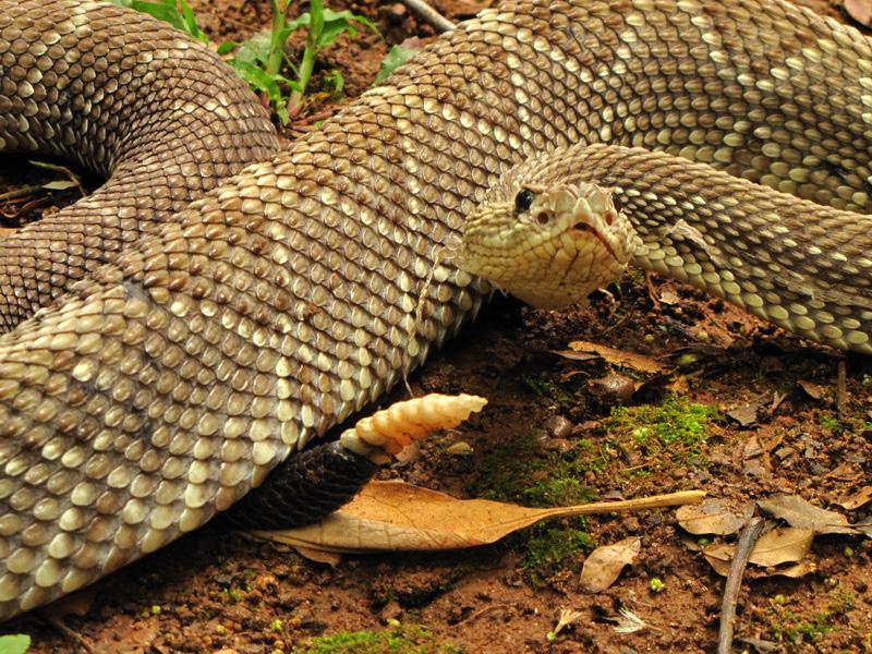 ocorre a jarara-de-alcatrazes (Bothrops alcatraz), espécie anã, que se alimenta principalmente de centopéias. Essas duas espécies só existem nessas ilhas.