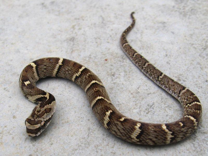 Origem das serpentes Corpo coberto por escamas; Os ofídios, também conhecidos como cobras ou serpentes surgiram por volta de 110 a 150 milhões de anos atrás.