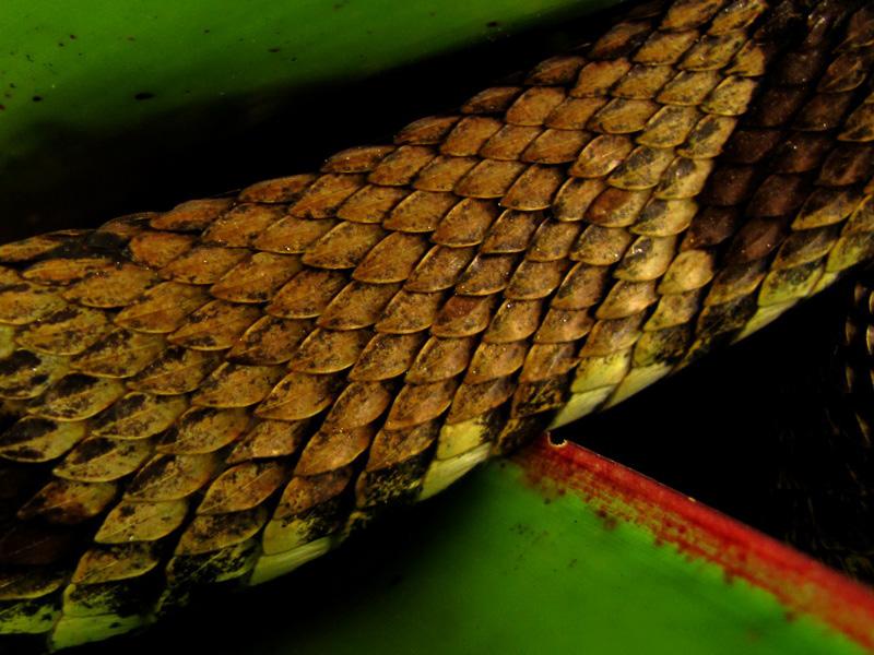 Serpente ou Cobra? No Brasil é comum chamarmos as serpentes de cobras. O termo foi trazido pelos portugueses na época da colonização.