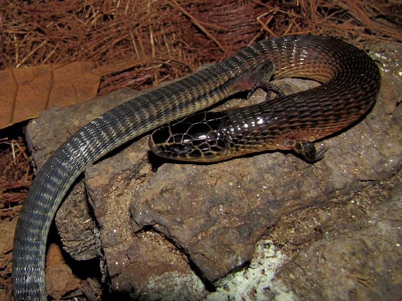 Cobra-de-vidro: Trata-se de um lagarto, com pálpebras, sem membros anteriores e com membros posteriores bastante reduzidos (vestigiais).