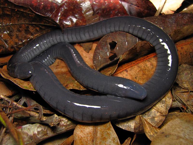 Cobra-cega (Caecilia tentaculata).