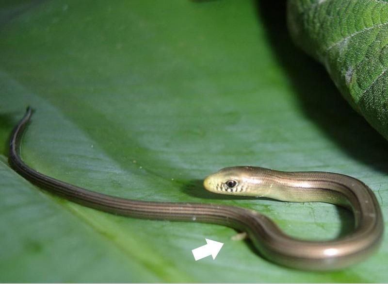 Cobra-de-duas-cabeças: Um tipo de réptil chamado anfisbênia, de hábitos subterrâneos, sem membros, com escamas quadradas cobrindo o corpo,