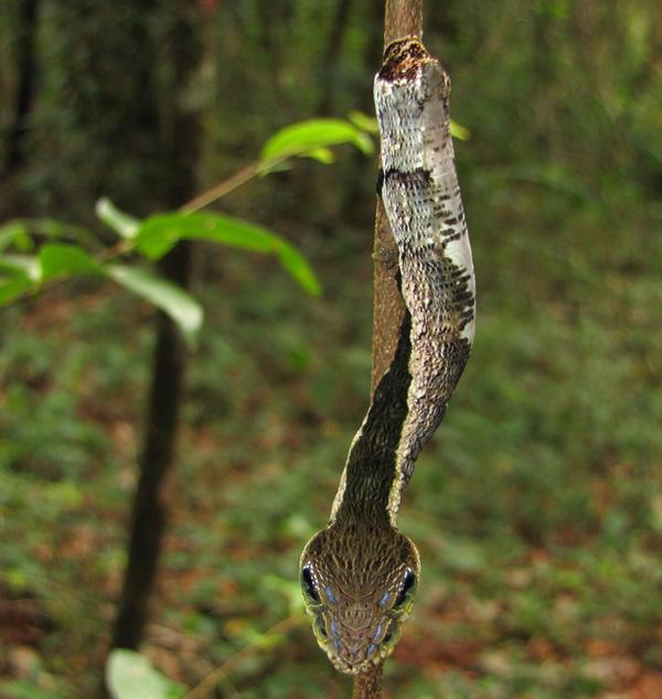 Diversos peixes, como o sarapó, a pirambóia e o mussum, devido à forma de seu corpo, são confundidos com serpentes. Existe até mesmo uma mariposa cuja lagarta (ou taturana) imita uma serpente.