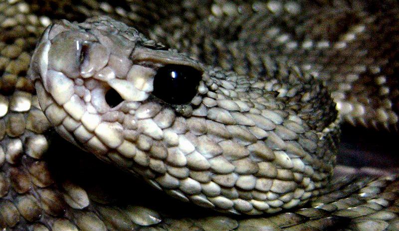 Sentidos Visão: As serpentes não são capazes de ver detalhes da imagem formada, nem de visualizar objetos parados, mas são muito sensíveis ao movimento e possuem amplo campo de visão.