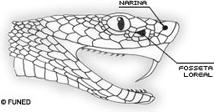 Dentição Áglifa Dentição Opistóglifa Os ossos de uma serpente têm veneno?