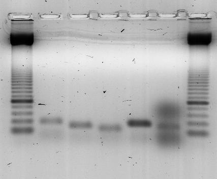 83 Tabela 7. Número de oócitos manipulados e de embriões produzidos por fecundação in vitro utilizando protocolo padrão do laboratório (M = embriões machos e F = embriões fêmeas).