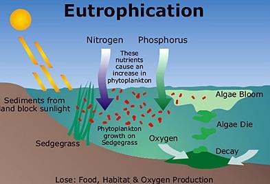 microbiológicos 6 EUTROFIZAÇÃO DAS