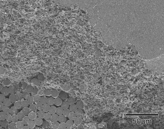 As superfícies foram recobertas com ouro e foram observadas em um microscópio eletrônico de varredura (MEV, Jeol JSM- 6390LV).