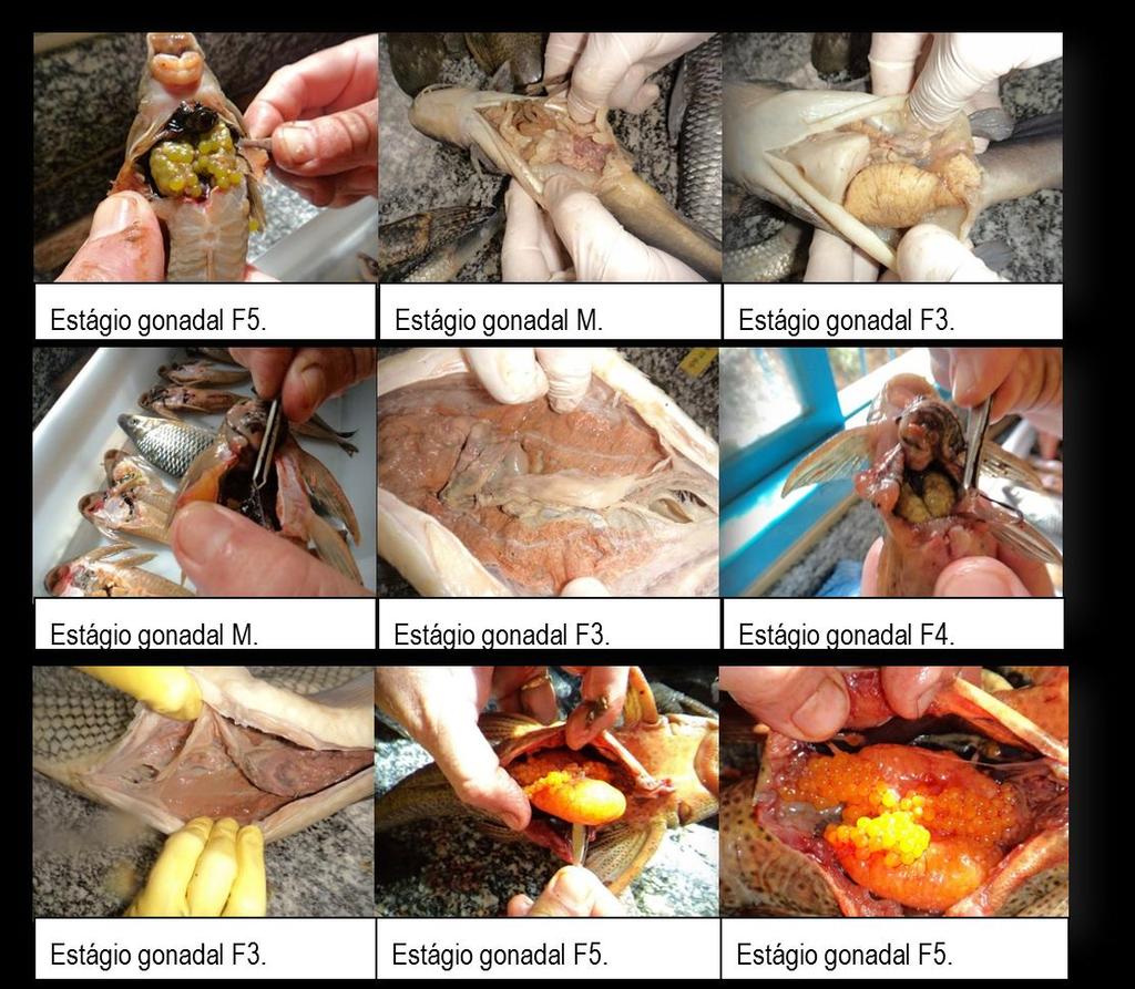 3.13.1 Estágios gonadais A Figura 30 apresenta imagens ilustrativas de como foram separados e considerados os estágio gonadais em nossa análise, de acordo com Vazzoler (1996).