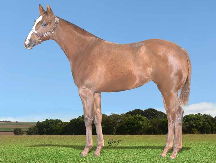 08 ATLANTA BY SLICK YR F - 11/11/17 - A - Vendedor: YCAMBI RANCH SLICK BY DESIGN x PRINCESA LIBERTY (VICTORY FLY VM) Seu pai, SLICK BY DESIGN, um dos maiores fenômenos das pistas de 3 Tambores dos