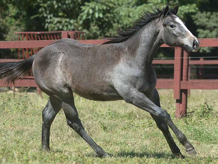 09 DREAM FISHERS F - 08/10/17 - T - Vendedor: HARAS IMPERIAL / HARAS N3 A STREAK OF FLING x USHUAYA DASH (FISHERS DASH) Seu pai, A STREAK OF FLING, AAA-98, 3 vitórias e U$27.645,00 em prêmios.