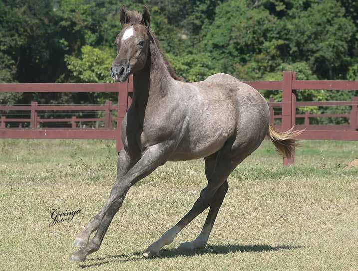 12 IMP PERRY ZORRERA F - 16/01/18 - T - Vendedor: HARAS IMPERIAL EL SHADY ZORRERO x MISS PERRY WINKLE (MR JESS PERRY) Seu pai, EL SHADY ZORRERO, é o número 1 do ranking de Reprodutores de Trabalho de