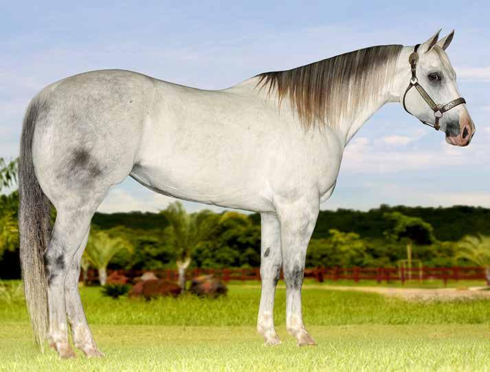 22 GUYS FAMOUS GIRL F - 13/04/07 - T - Vendedor: HARAS IMPERIAL / BERNARDO SANTANA FRENCHMAS GUY x DISARRAY (DASH TA FAME) Ventre LA 22A - VENTRE PARA LIVRE ACASALAMENTO 22B -