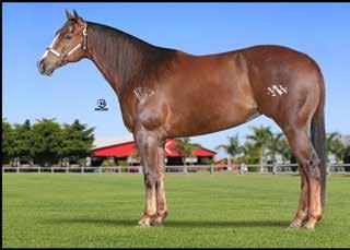 ! 14 tempos na casa dos 16 Ganhadora de 4 carros 0km Campeã do 6º Grand Prix Haras Raphaela TIRA T EIMA com Lauri Goulart correndo 16s767 (menor tempo entre todas as categorias) Campeã do 6º Grand