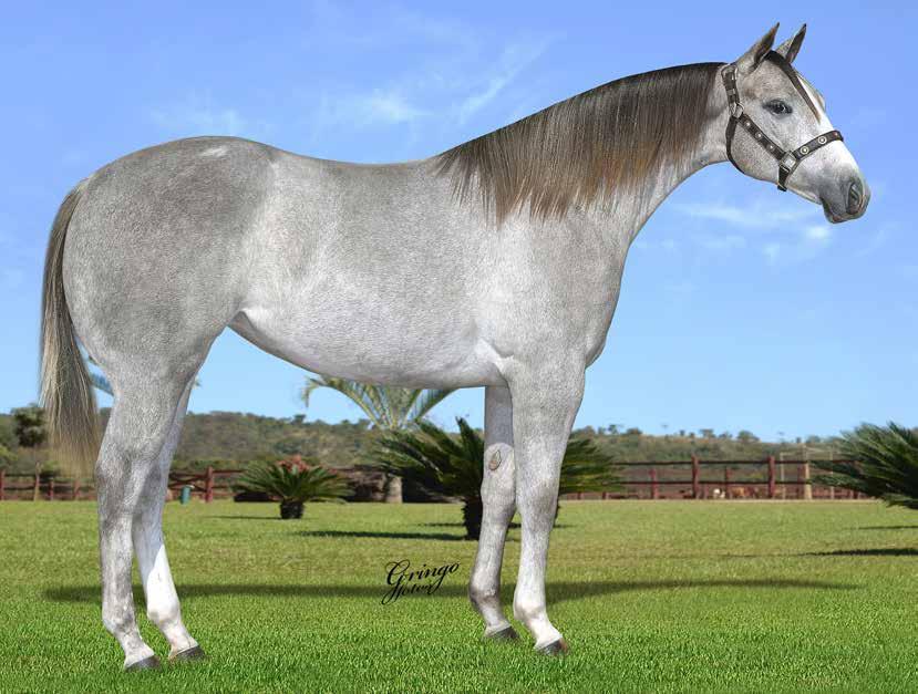 06 TRES JAZZ IMP F - 13/02/17 - T - Vendedor: HARAS IMPERIAL TRES SEIS x MINNESOTA JAZZ (FISHERS DASH) Seu pai, TRES SEIS, SI 97, ganhador de U$856,901.00, um dos maiores garanhões do mundo!