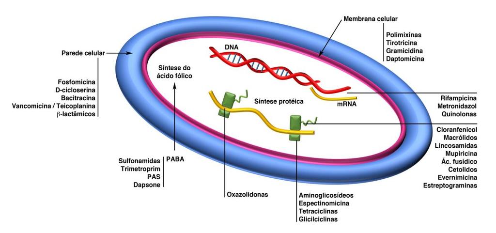 Os antibióticos antibacterianos podem ser classificados como: i) naturais, sendo estes, produtos do metabolismo secundário de microrganismos (por exemplo: penicilina G); ii) sintéticos, quando