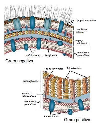 após exposição a alguns inibidores de β-lactamases (principalmente ao ácido clavulânico) (Suárez e Gudiol, 2009).