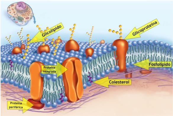 Membrana Plasmática: Vit. D: UVB Função estrutural; citosol celular Google Imagens 15 15 Colesterol e carne suína?