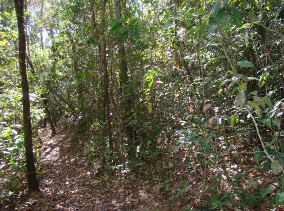 16 A B C Figura 3: Área de estudo: (A) Mata preservada; (B) Mata alterada; (C) Ambiente aberto situada na Floresta Nacional de