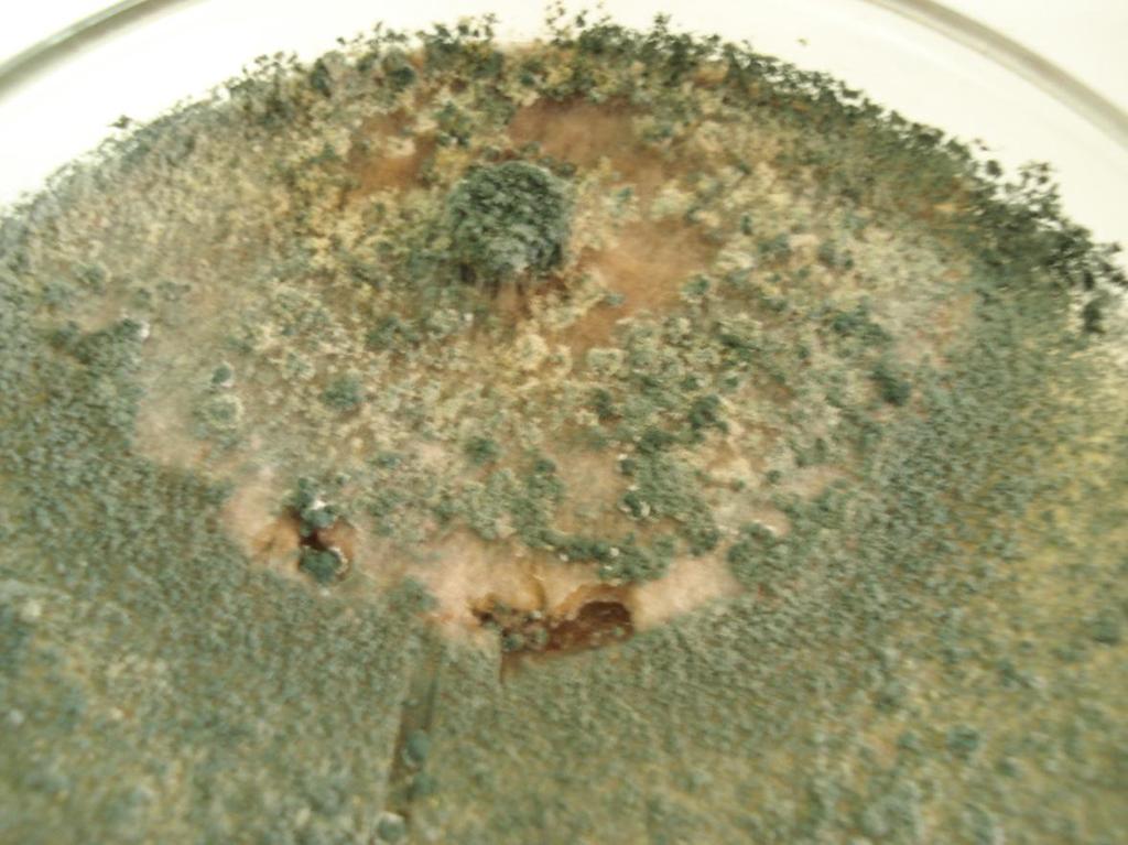 Figura 4 Esporulação do Trichoderma sobre o Cylindrocladium. Referências ALFENAS, A. C. Fungos do gênero Cylindrocladium como patógenos florestais, no Brasil.