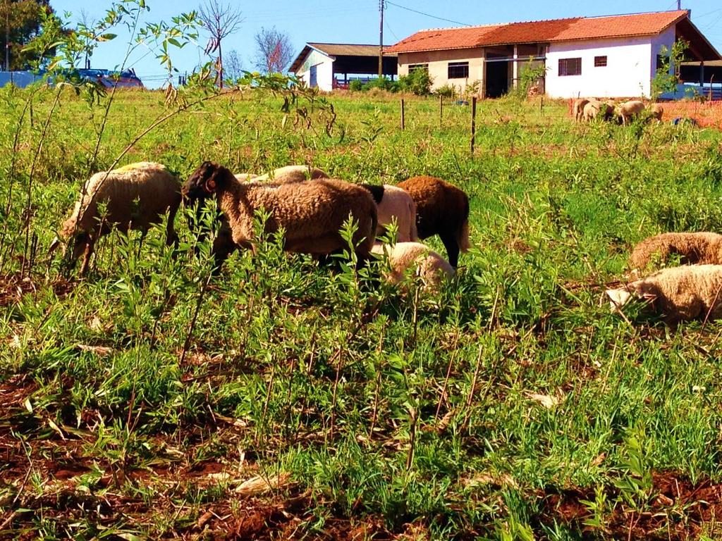 braquiária e feijão guandu em 04/06/2015, Botucatu, SP. Foto: Sereia (2014).