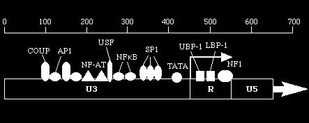 O LTR na extremidade 5 do genoma viral integrado é a região controladora dos retrovírus como comentado acima (Fig 5), e mostrada com maior detalhe para os HIVs na Fig 16.