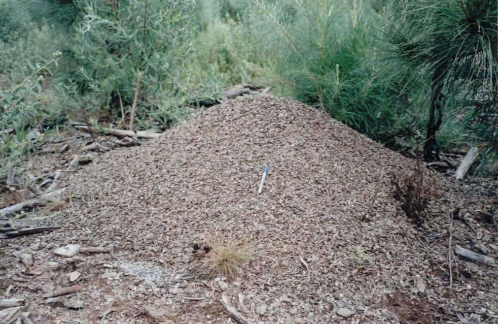 4 Formigas cortadeiras em sistemas de integração lavoura-pecuária-floresta - ilpf: fundamentos para o controle Foto: Wilson Reis Filho Figura 2.