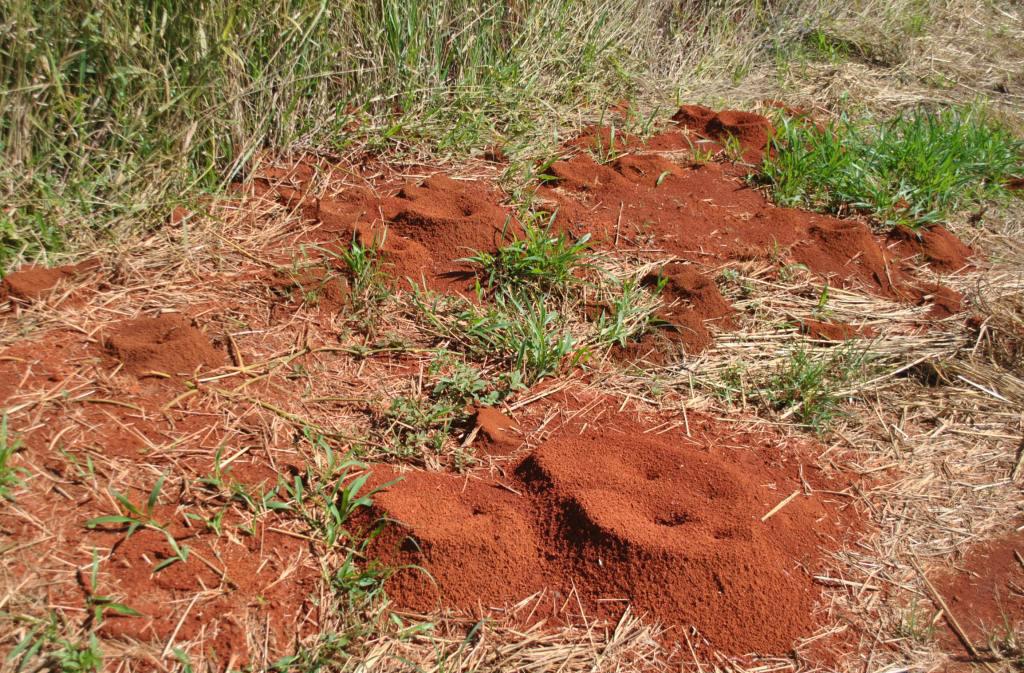 Controle de formigas cortadeiras em sistemas de ilpf O componente arbóreo é o mais vulnerável ao ataque das formigas cortadeiras e, normamente, o último a ser inserido na área de implantação do