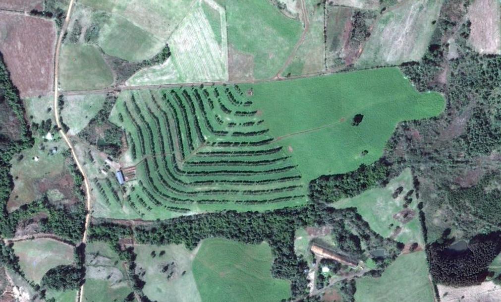 Posteriormente, é necessário realizar a manutenção do controle; para isso deve-se observar a presença de formigas cortadeiras e, ou de plantas cortadas, mediante a realização de inspeções semestrais