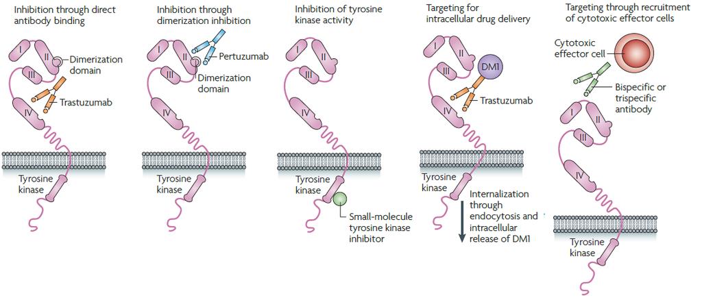 24 Figura 3: Alvos HER-2 para a terapia anticâncer. Os avanços desenvolvidos para inibir a sinalização através de HER-2 incluem a ligação do anticorpo e a inibição da atividade da tirosina quinase.