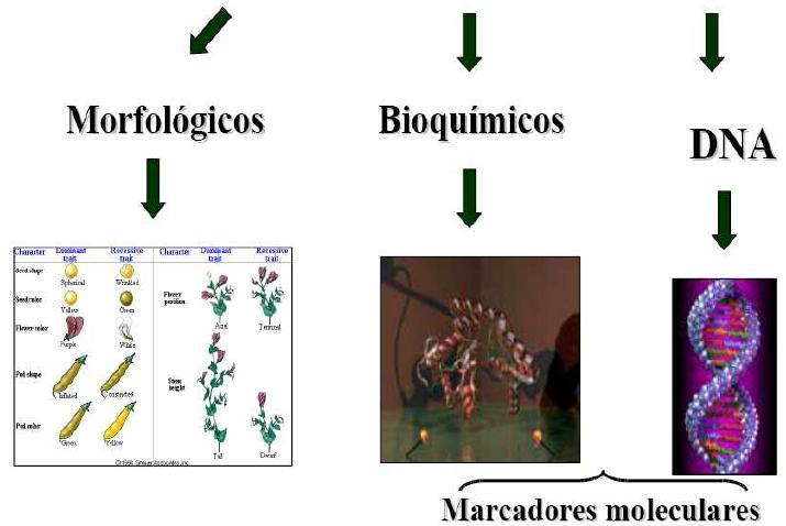 Tipos de