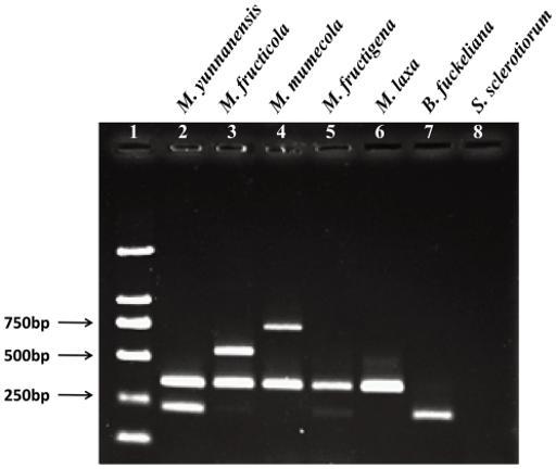 phaseoli em feijão (Phaseolus vulgaris): X4c (5